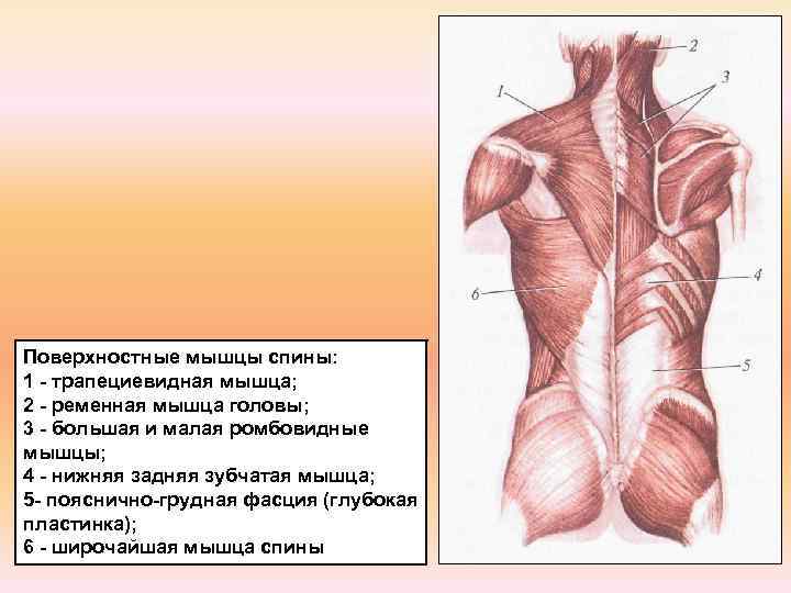 Фасции спины. Ромбовидные мышцы спины анатомия. Трапециевидная мышца спины анатомия. Поверхностные мышцы спины 3 слой. Поверхностные мышцы спины Синельников.
