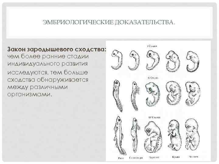 Внешние сходства с зародышем. Эмбриологические доказательства закон зародышевого сходства. Закон зародышевого сходства Бэра. Эмбриологические доказательства эволюции.