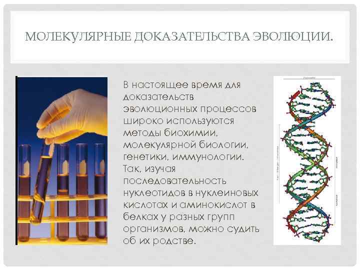 Молекулярные доказательства