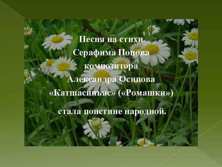 Песня на стихи Серафима Попова композитора Александра Осипова «Катшасинъяс» ( «Ромашки» ) стала поистине