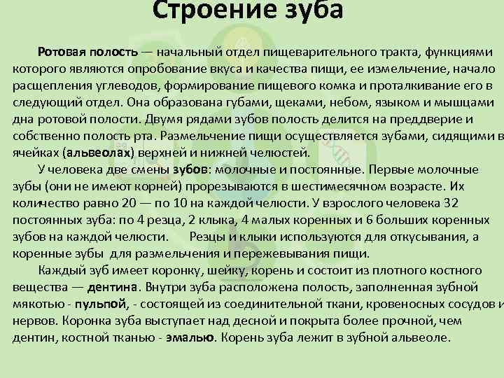 Строение зуба Ротовая полость — начальный отдел пищеварительного тракта, функциями которого являются опробование вкуса