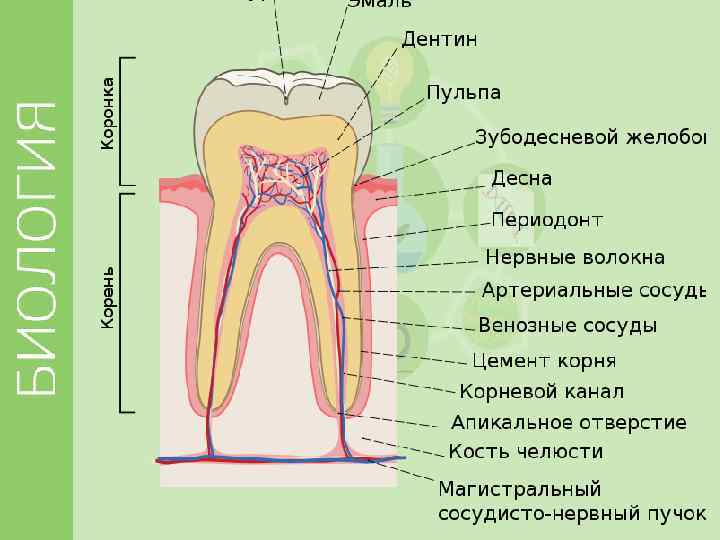 Рисунок зуба с подписями