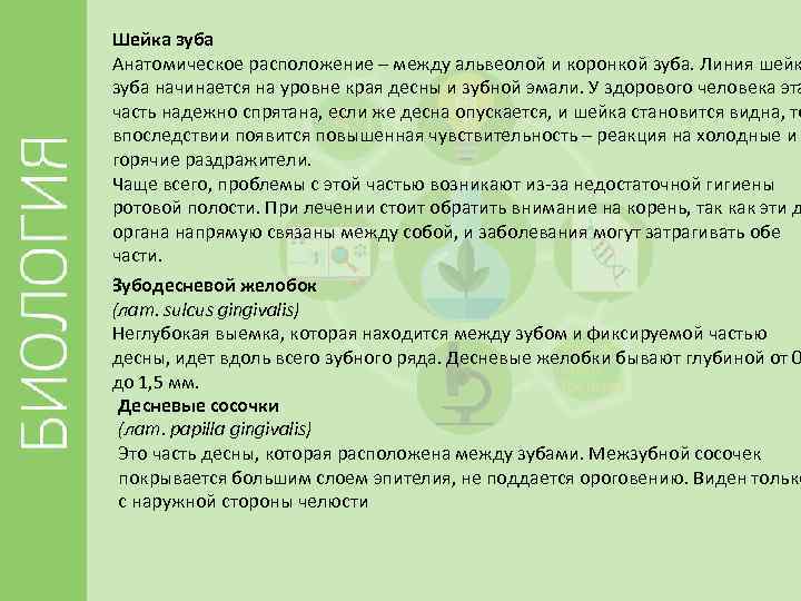 Шейка зуба Анатомическое расположение – между альвеолой и коронкой зуба. Линия шейк зуба начинается