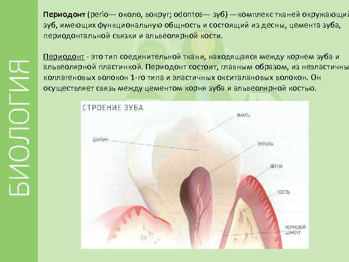 Периодонт (perio— около, вокруг; odontos— зуб) —комплекс тканей окружающий зуб, имеющих функциональную общность и