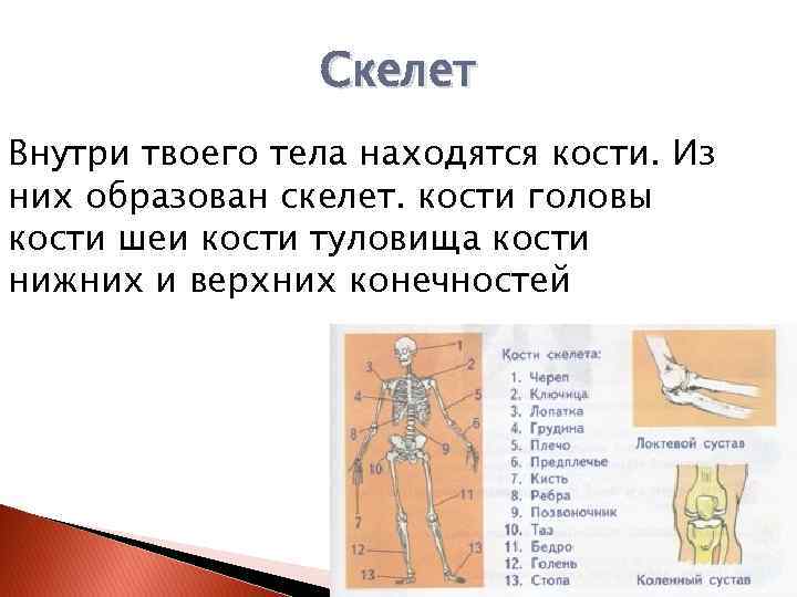 Скелет Внутри твоего тела находятся кости. Из них образован скелет. кости головы кости шеи