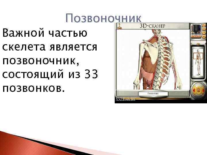 Позвоночник Важной частью скелета является позвоночник, состоящий из 33 позвонков. 