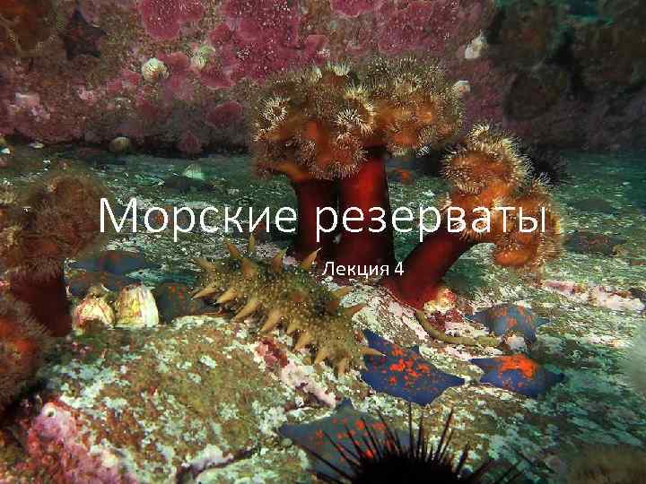Морские резерваты Лекция 4 
