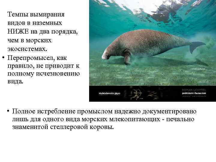 Темпы вымирания видов в наземных НИЖЕ на два порядка, чем в морских экосистемах. •