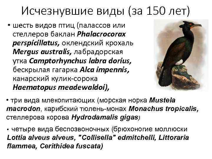 Исчезнувшие виды (за 150 лет) • шесть видов птиц (палассов или стеллеров баклан Phalacrocorax