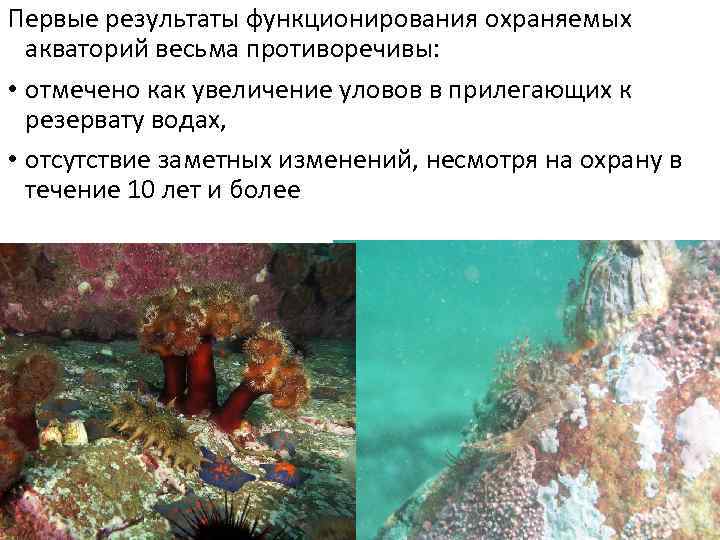 Первые результаты функционирования охраняемых акваторий весьма противоречивы: • отмечено как увеличение уловов в прилегающих