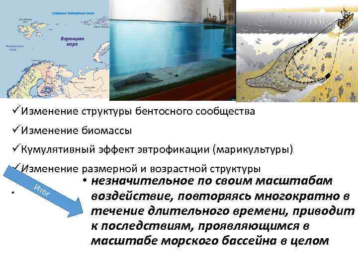 üИзменение структуры бентосного сообщества üИзменение биомассы üКумулятивный эффект эвтрофикации (марикультуры) üИзменение размерной и возрастной