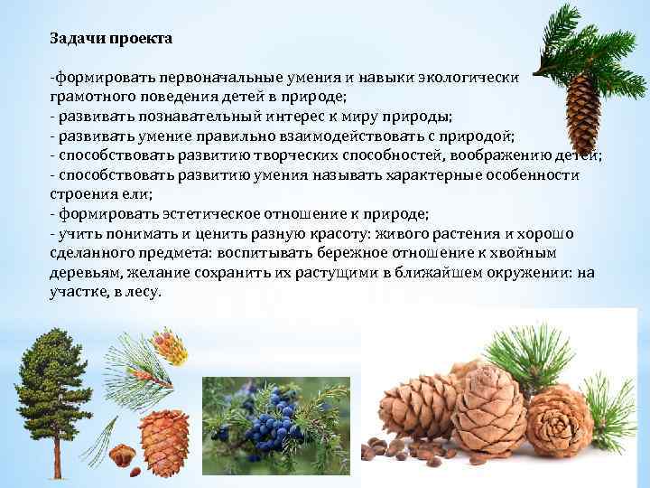 Задачи проекта -формировать первоначальные умения и навыки экологически грамотного поведения детей в природе; -