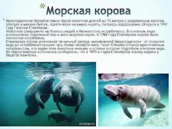 * * Малоподвижное беззубое темно-бурое животное длиной до 10 метров с раздвоенным хвостом обитало