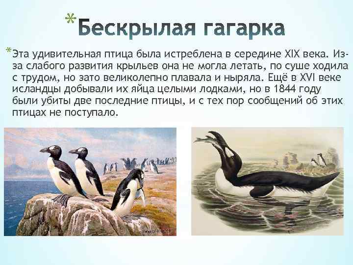 * *Эта удивительная птица была истреблена в середине XIX века. Изза слабого развития крыльев