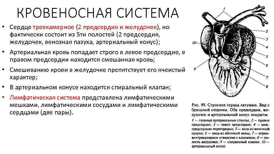 КРОВЕНОСНАЯ СИСТЕМА • Сердце трехкамерное (2 предсердия и желудочек), но фактически состоит из 5