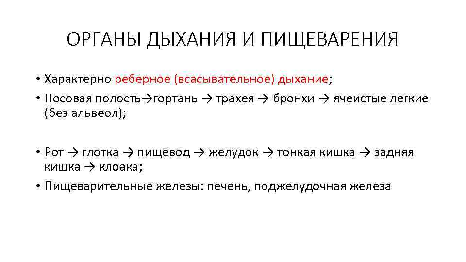 ОРГАНЫ ДЫХАНИЯ И ПИЩЕВАРЕНИЯ • Характерно реберное (всасывательное) дыхание; • Носовая полость→гортань → трахея