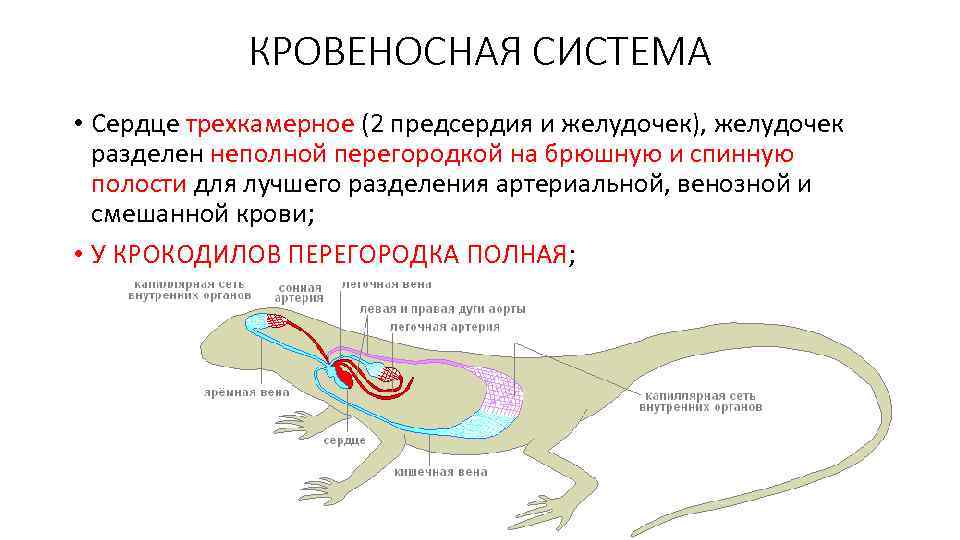 КРОВЕНОСНАЯ СИСТЕМА • Сердце трехкамерное (2 предсердия и желудочек), желудочек разделен неполной перегородкой на