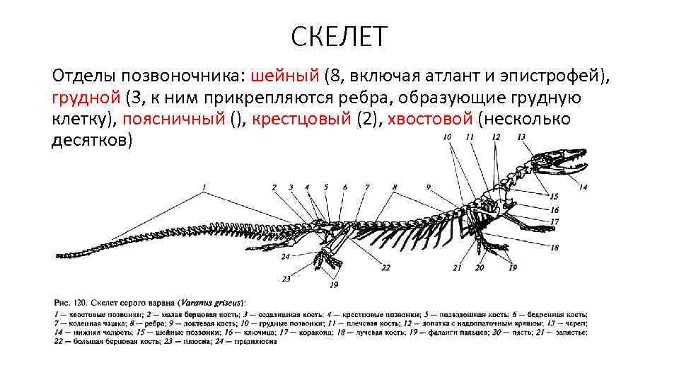 СКЕЛЕТ Отделы позвоночника: шейный (8, включая атлант и эпистрофей), грудной (3, к ним прикрепляются