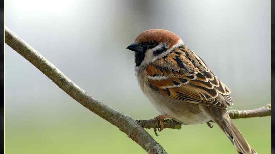 КЛАСС ПТИЦЫ Насчитывают около 29 отрядов и около 8600 видов Примеры отрядов: 1. Кивиобразные