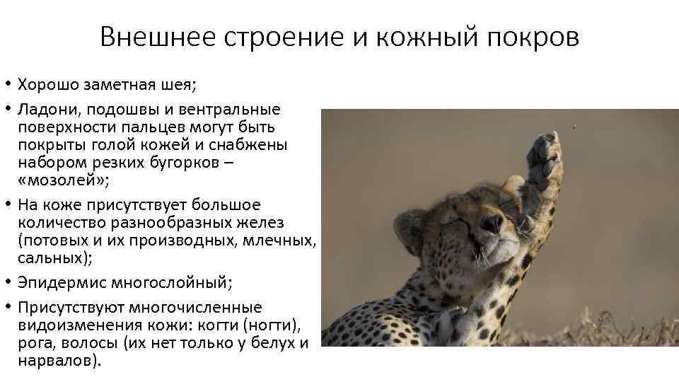 Внешнее строение и кожный покров • Хорошо заметная шея; • Ладони, подошвы и вентральные