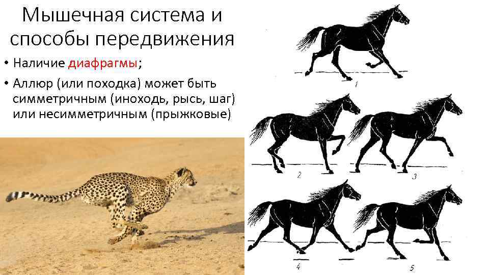 Мышечная система и способы передвижения • Наличие диафрагмы; • Аллюр (или походка) может быть