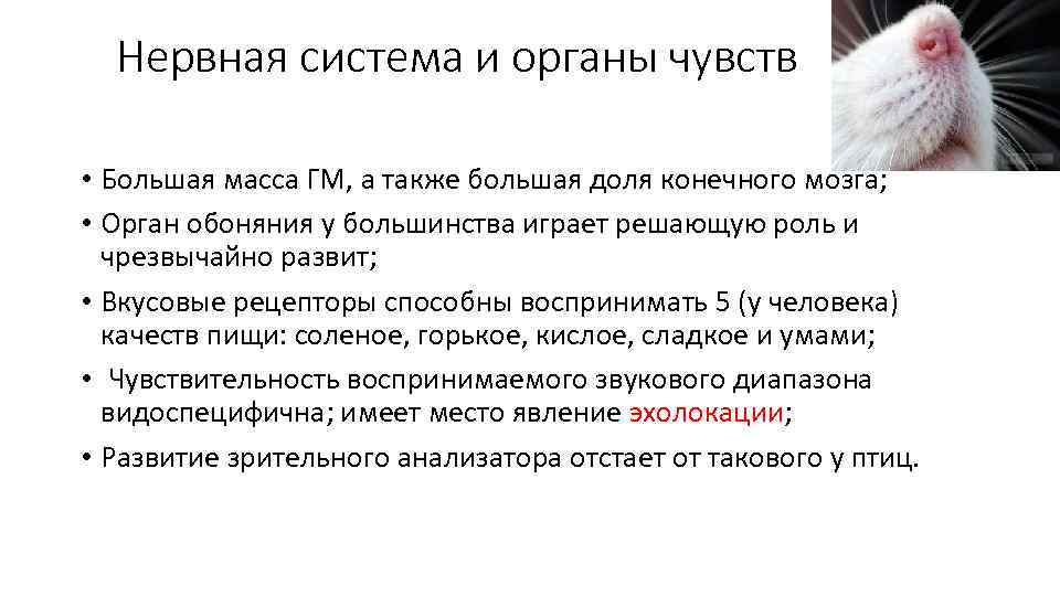 Нервная система и органы чувств • Большая масса ГМ, а также большая доля конечного
