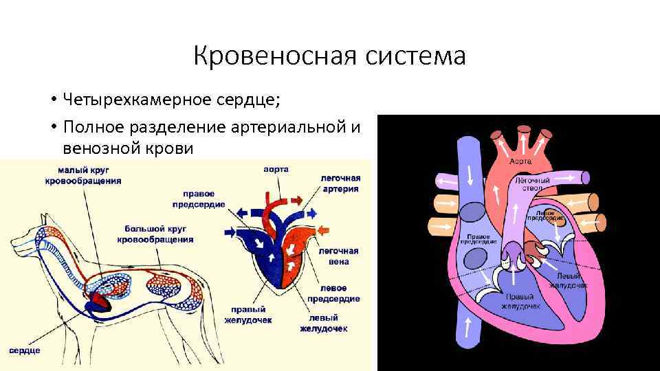 Кровеносная система • Четырехкамерное сердце; • Полное разделение артериальной и венозной крови 