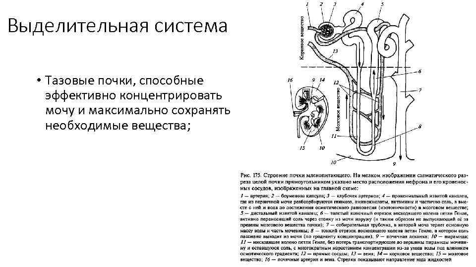 Выделительная система • Тазовые почки, способные эффективно концентрировать мочу и максимально сохранять необходимые вещества;