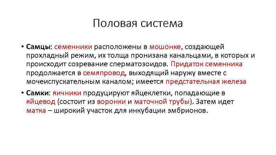 Половая система • Самцы: семенники расположены в мошонке, создающей прохладный режим, их толща пронизана