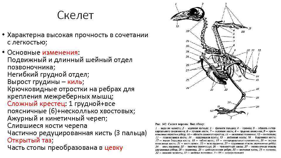 Скелет • Характерна высокая прочность в сочетании с легкостью; • Основные изменения: Подвижный и