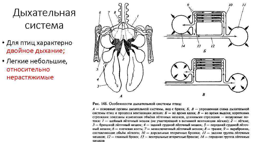 Дыхательная система • Для птиц характерно двойное дыхание; • Легкие небольшие, относительно нерастяжимые 