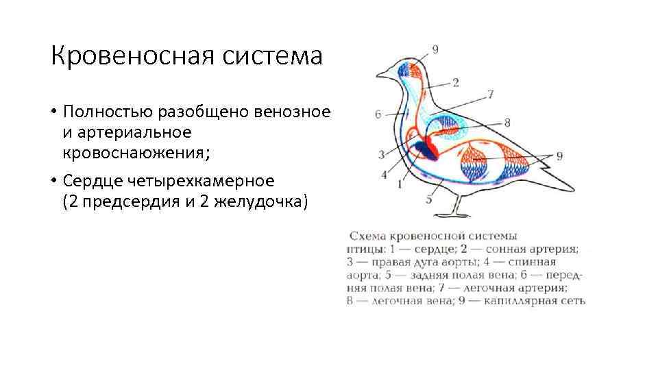 Кровеносная система • Полностью разобщено венозное и артериальное кровоснаюжения; • Сердце четырехкамерное (2 предсердия