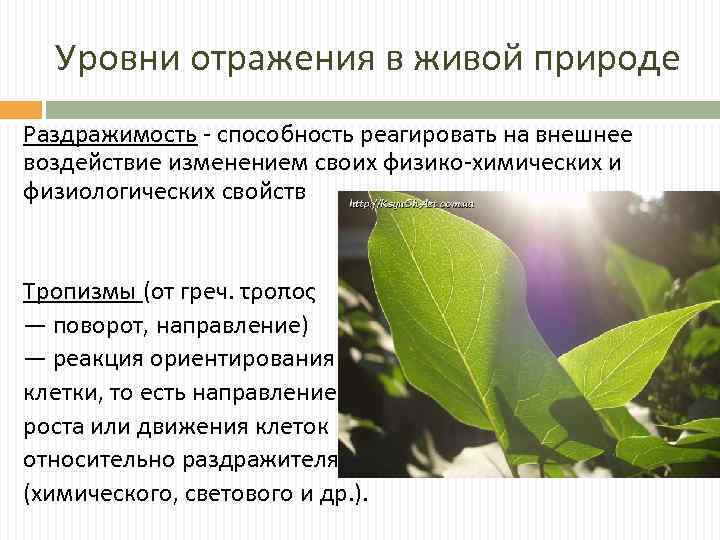 Уровни отражения в живой природе Раздражимость - способность реагировать на внешнее воздействие изменением своих