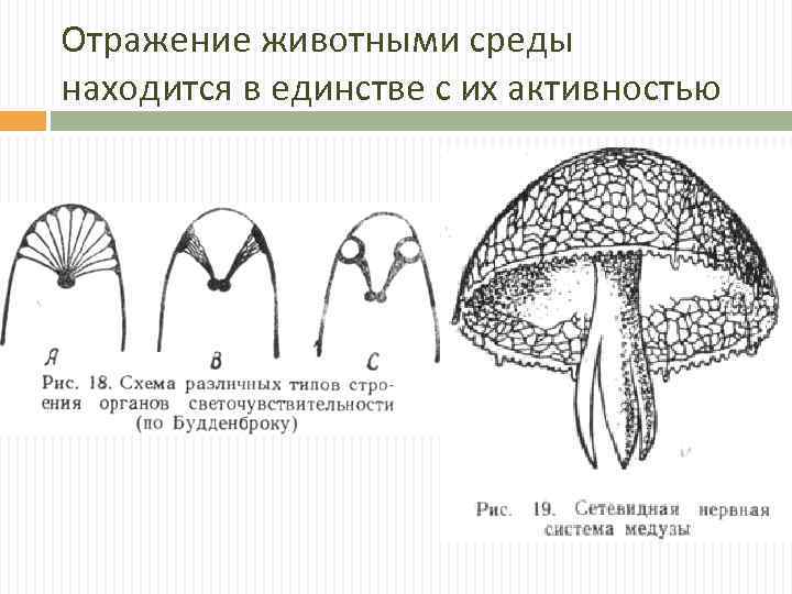 Отражение животными среды находится в единстве с их активностью 