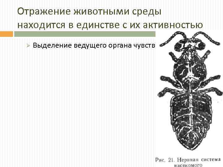 Отражение животными среды находится в единстве с их активностью Ø Выделение ведущего органа чувств