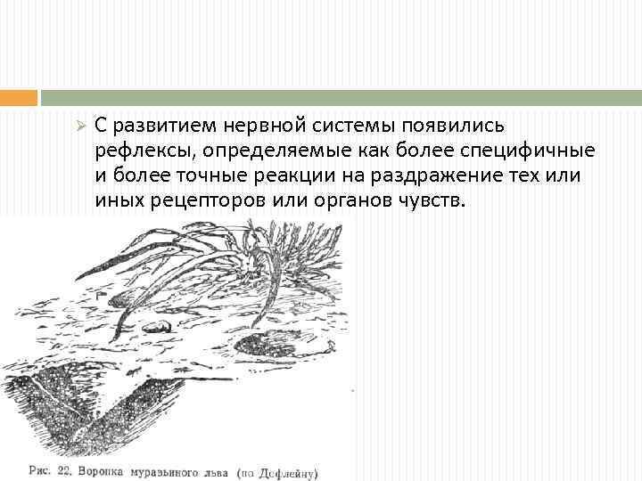 Ø С развитием нервной системы появились рефлексы, определяемые как более специфичные и более точные