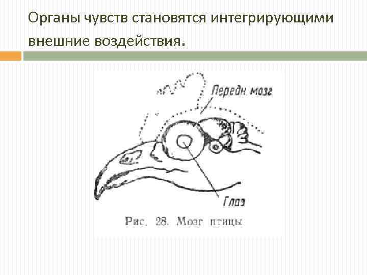 Органы чувств становятся интегрирующими внешние воздействия. 