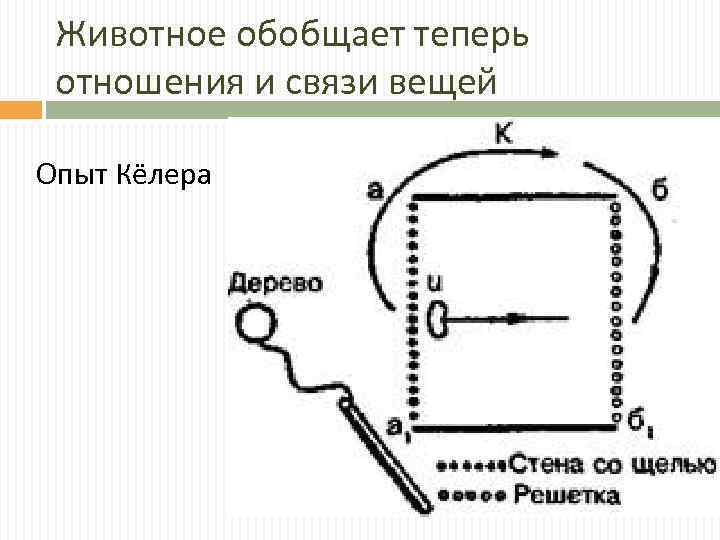 Животное обобщает теперь отношения и связи вещей Опыт Кёлера 