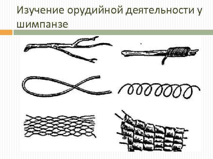 Изучение орудийной деятельности у шимпанзе 