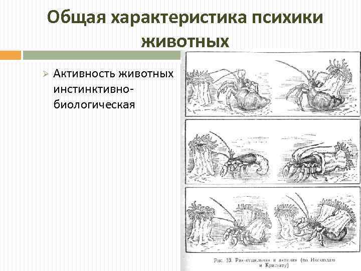 Общая характеристика психики животных Ø Активность животных инстинктивнобиологическая 