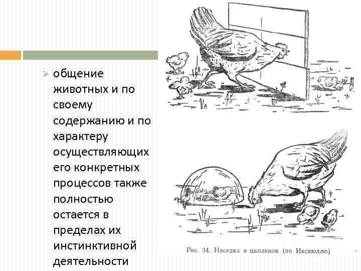 Ø общение животных и по своему содержанию и по характеру осуществляющих его конкретных процессов