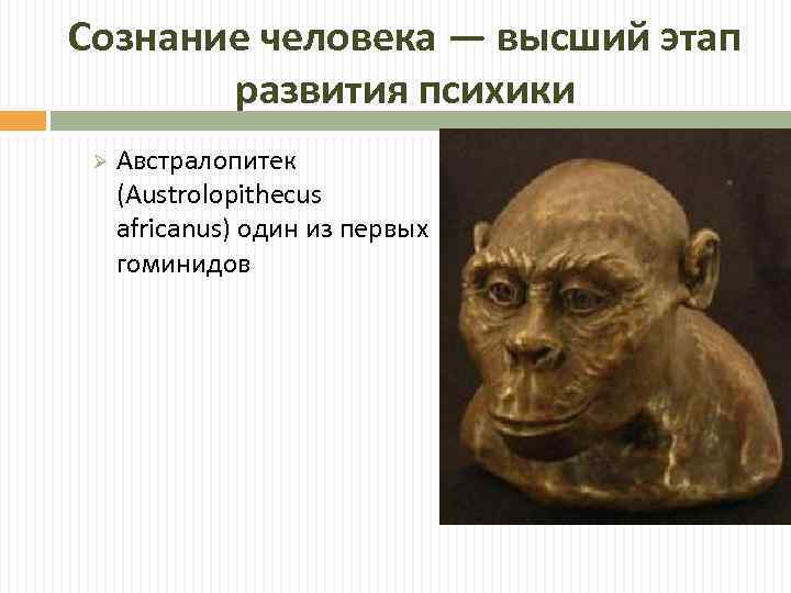 Сознание человека — высший этап развития психики Ø Австралопитек (Austrolopithecus africanus) один из первых