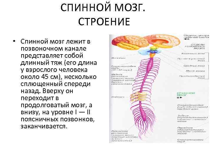 СПИННОЙ МОЗГ. СТРОЕНИЕ • Спинной мозг лежит в позвоночном канале представляет собой длинный тяж