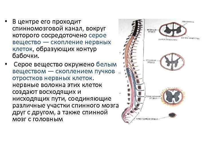 Спинномозговой канал обозначенный на рисунке цифрой