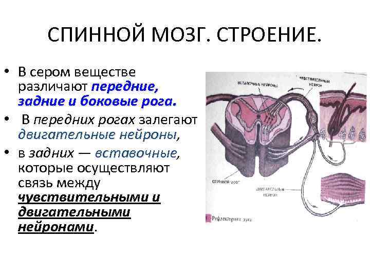 СПИННОЙ МОЗГ. СТРОЕНИЕ. • В сером веществе различают передние, задние и боковые рога. •