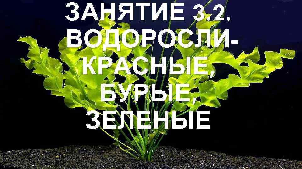 ЗАНЯТИЕ 3. 2. ВОДОРОСЛИКРАСНЫЕ, БУРЫЕ, ЗЕЛЕНЫЕ 