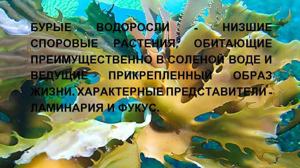  • БУРЫЕ ВОДОРОСЛИ НИЗШИЕ СПОРОВЫЕ РАСТЕНИЯ, ОБИТАЮЩИЕ ПРЕИМУЩЕСТВЕННО В СОЛЕНОЙ ВОДЕ И ВЕДУЩИЕ