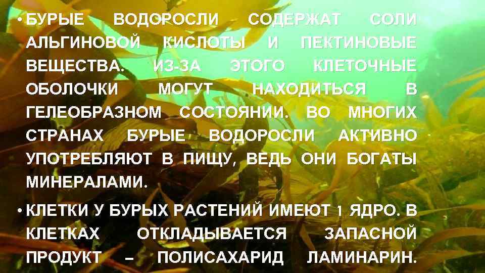  • БУРЫЕ ВОДОРОСЛИ СОДЕРЖАТ СОЛИ АЛЬГИНОВОЙ КИСЛОТЫ И ПЕКТИНОВЫЕ ВЕЩЕСТВА. ИЗ-ЗА ЭТОГО КЛЕТОЧНЫЕ