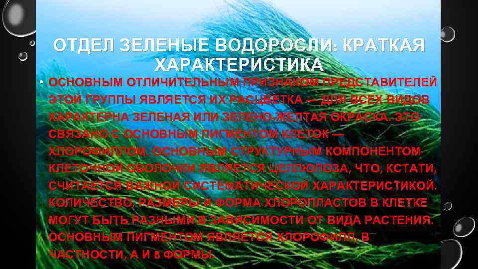 ОТДЕЛ ЗЕЛЕНЫЕ ВОДОРОСЛИ: КРАТКАЯ ХАРАКТЕРИСТИКА • ОСНОВНЫМ ОТЛИЧИТЕЛЬНЫМ ПРИЗНАКОМ ПРЕДСТАВИТЕЛЕЙ ЭТОЙ ГРУППЫ ЯВЛЯЕТСЯ ИХ