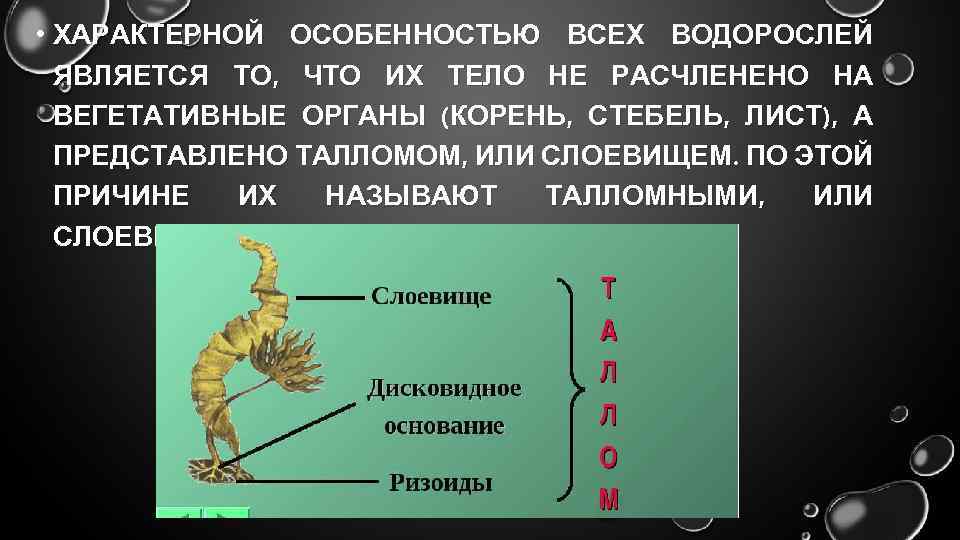 Особенностью водорослей является